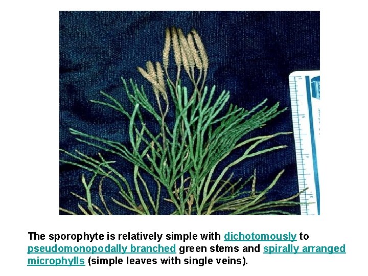 The sporophyte is relatively simple with dichotomously to pseudomonopodally branched green stems and spirally