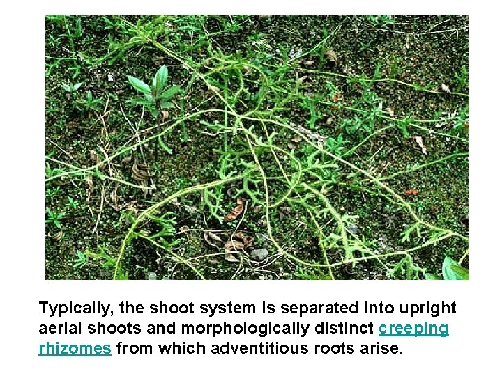 Typically, the shoot system is separated into upright aerial shoots and morphologically distinct creeping