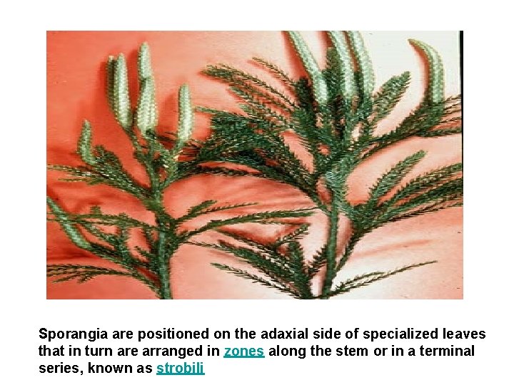 Sporangia are positioned on the adaxial side of specialized leaves that in turn are