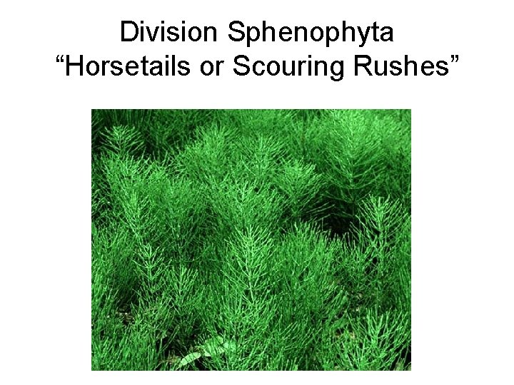 Division Sphenophyta “Horsetails or Scouring Rushes” 