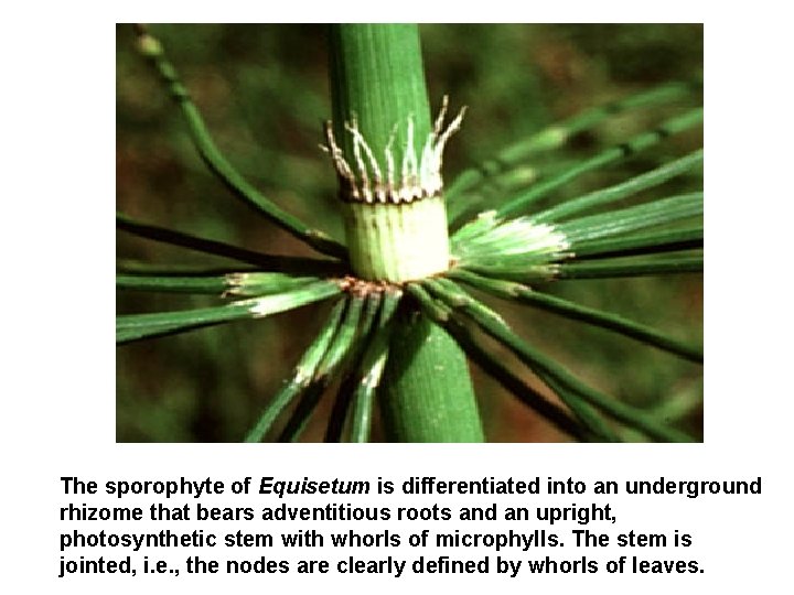 The sporophyte of Equisetum is differentiated into an underground rhizome that bears adventitious roots