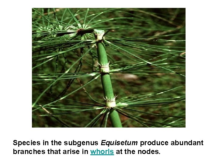 Species in the subgenus Equisetum produce abundant branches that arise in whorls at the