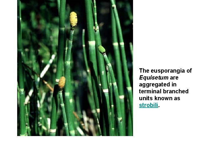 The eusporangia of Equisetum are aggregated in terminal branched units known as strobili. 
