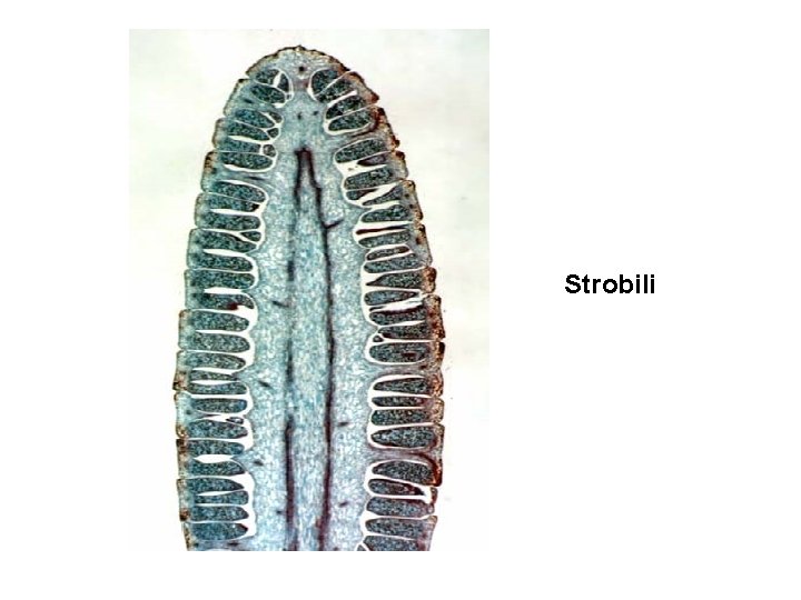 Strobili 