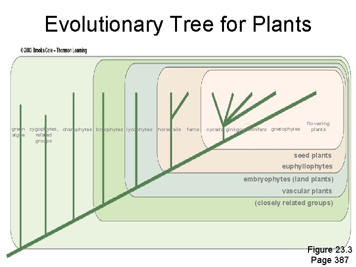Evolutionary Tree for Plants green zygophytes, charophytes bryophytes lycophytes algae related groups horsetails ferns
