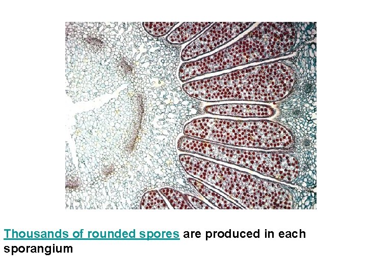 Thousands of rounded spores are produced in each sporangium 