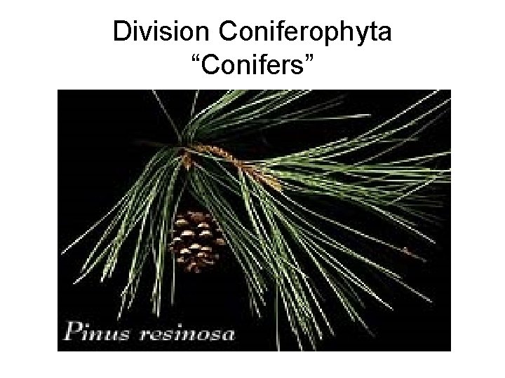 Division Coniferophyta “Conifers” 