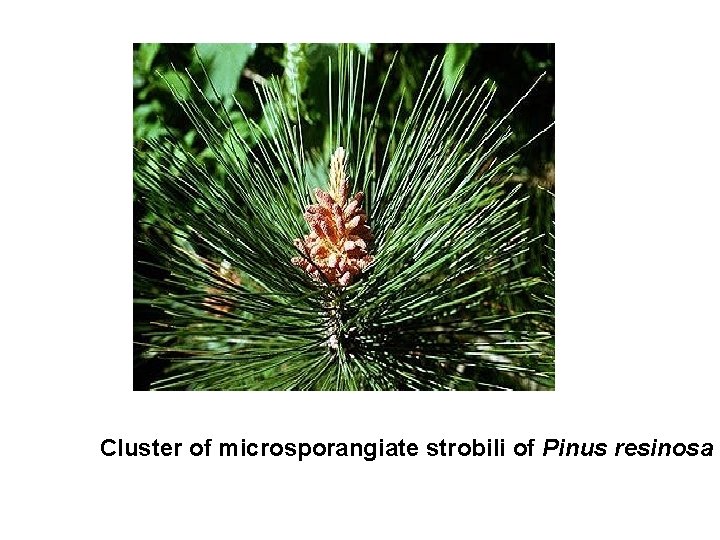 Cluster of microsporangiate strobili of Pinus resinosa 