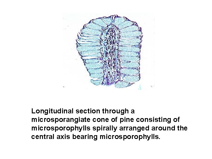 Longitudinal section through a microsporangiate cone of pine consisting of microsporophylls spirally arranged around