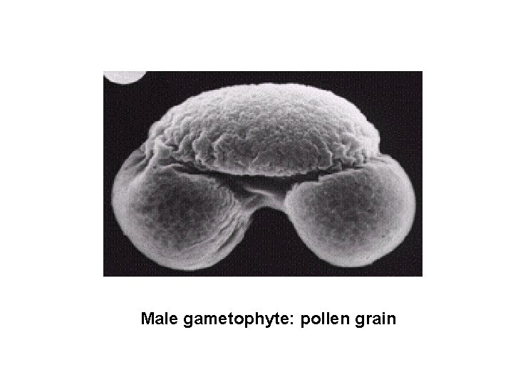 Male gametophyte: pollen grain 