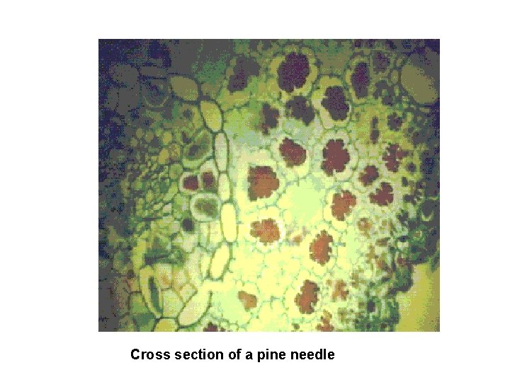 Cross section of a pine needle 