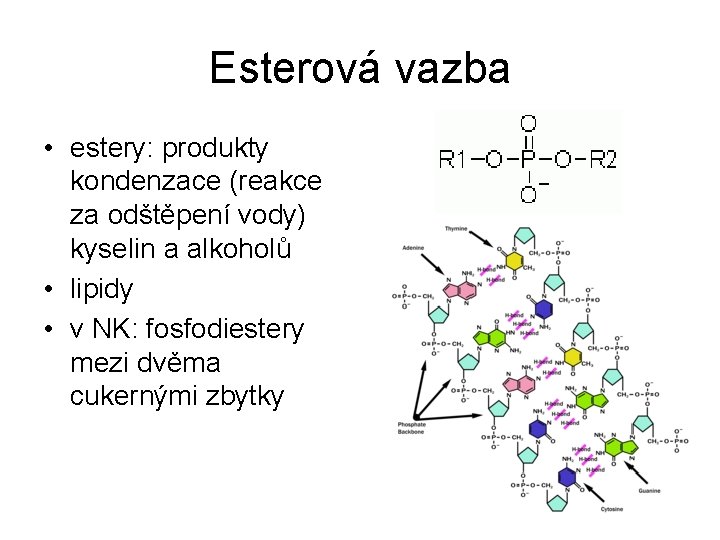 Esterová vazba • estery: produkty kondenzace (reakce za odštěpení vody) kyselin a alkoholů •