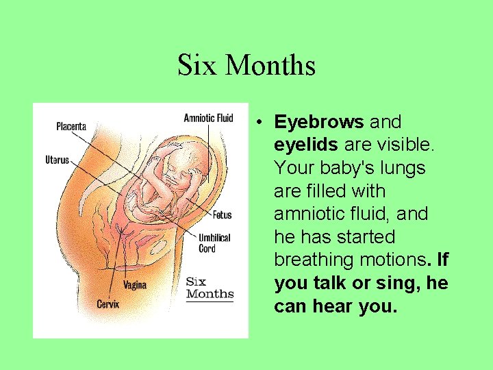 Six Months • Eyebrows and eyelids are visible. Your baby's lungs are filled with