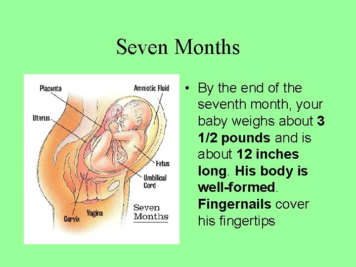 Seven Months • By the end of the seventh month, your baby weighs about