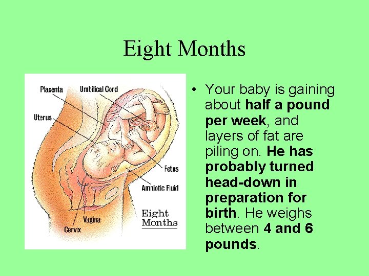 Eight Months • Your baby is gaining about half a pound per week, and