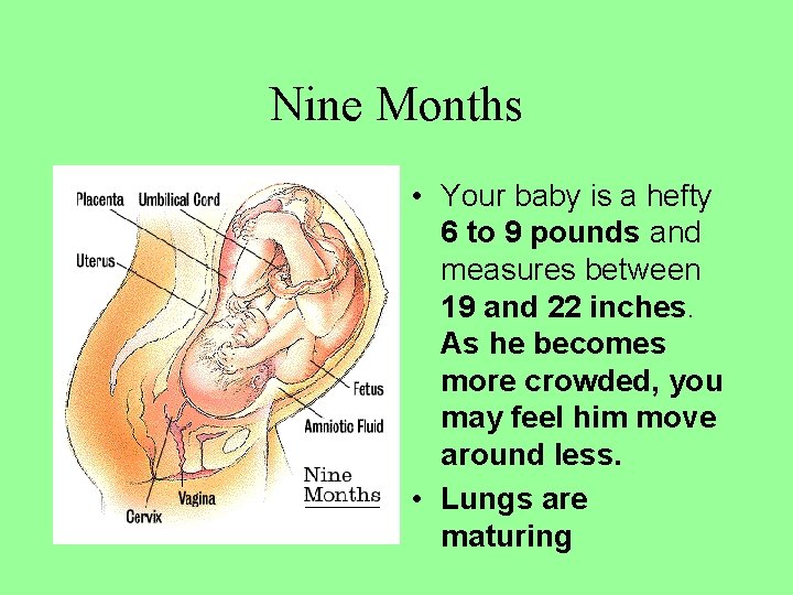 Nine Months • Your baby is a hefty 6 to 9 pounds and measures