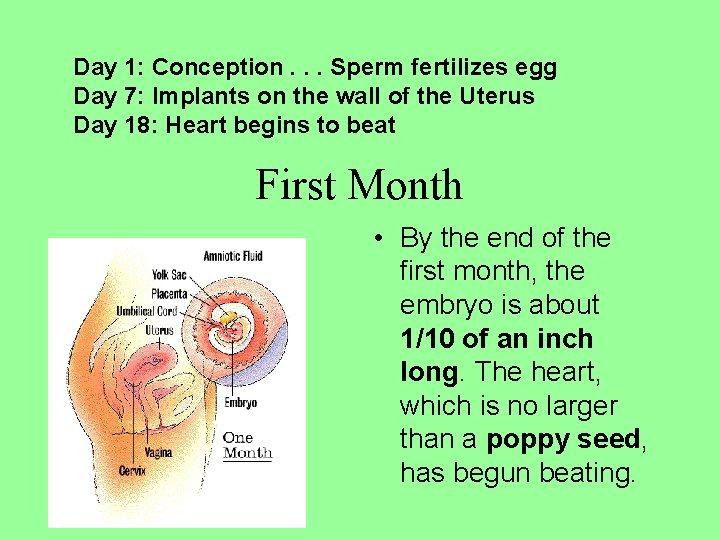 Day 1: Conception. . . Sperm fertilizes egg Day 7: Implants on the wall