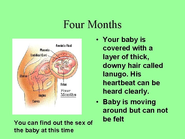 Four Months • Your baby is covered with a layer of thick, downy hair