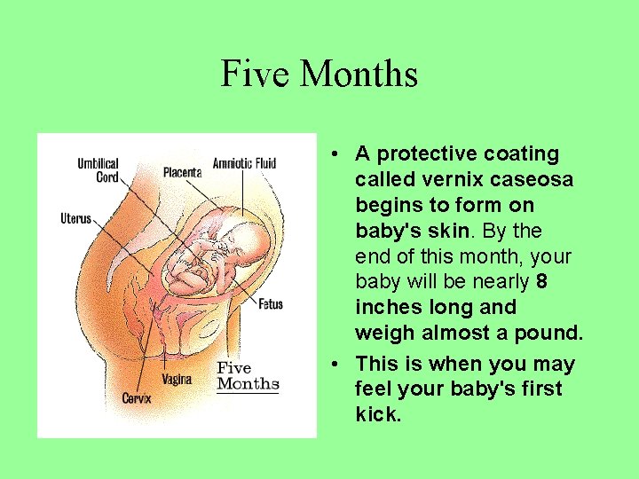 Five Months • A protective coating called vernix caseosa begins to form on baby's