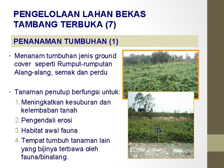 PENGELOLAAN LAHAN BEKAS TAMBANG TERBUKA (7) PENANAMAN TUMBUHAN (1) • Menanam tumbuhan jenis ground