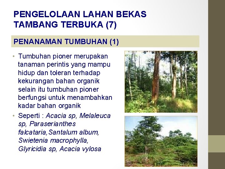 PENGELOLAAN LAHAN BEKAS TAMBANG TERBUKA (7) PENANAMAN TUMBUHAN (1) • Tumbuhan pioner merupakan tanaman