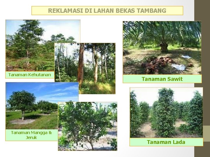 REKLAMASI DI LAHAN BEKAS TAMBANG Tanaman Kehutanan Tanaman Mangga & Jeruk Tanaman Sawit Tanaman