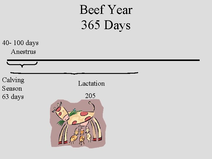 Beef Year 365 Days 40 - 100 days Anestrus Calving Season 63 days Lactation