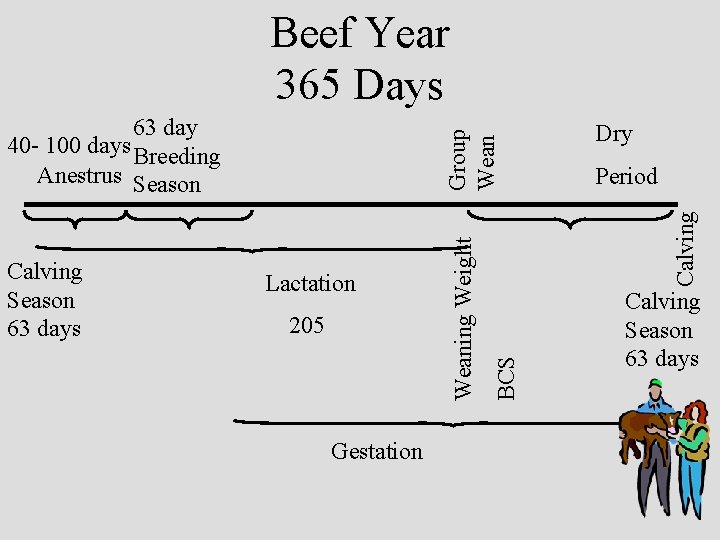 Beef Year 365 Days 205 Gestation Dry Period Calving BCS Lactation Weaning Weight Calving