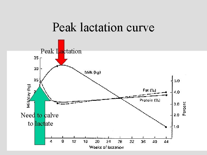 Peak lactation curve Peak Lactation Need to calve to lactate 