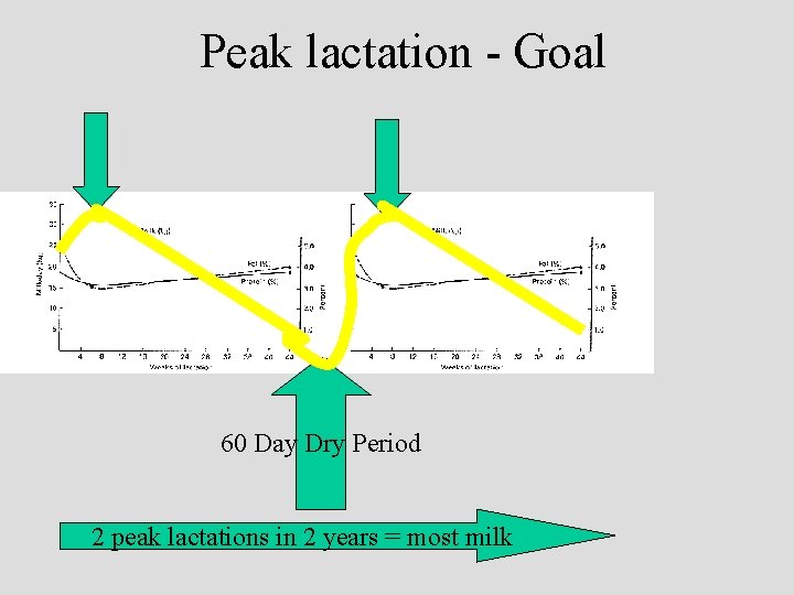 Peak lactation - Goal 60 Day Dry Period 2 peak lactations in 2 years