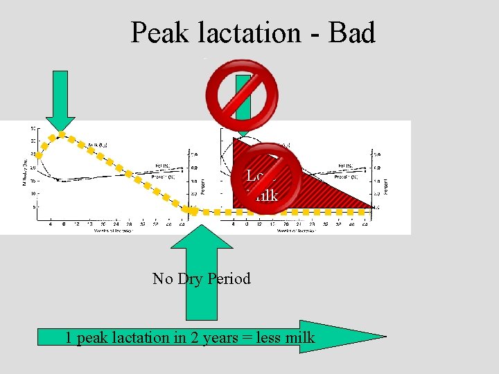 Peak lactation - Bad Lost Milk No Dry Period 1 peak lactation in 2