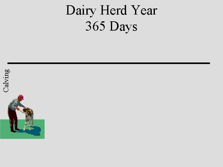 Calving Dairy Herd Year 365 Days 