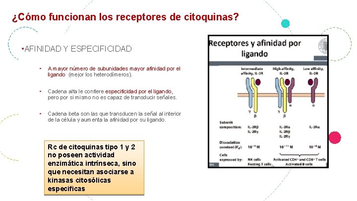 ¿Cómo funcionan los receptores de citoquinas? • AFINIDAD Y ESPECIFICIDAD ⁃ A mayor número