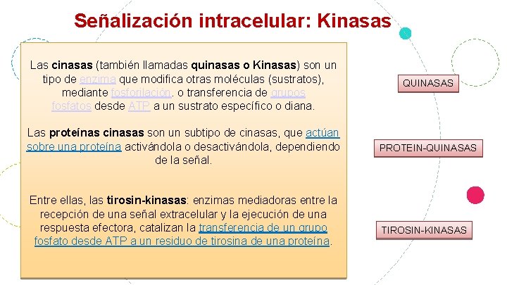 Señalización intracelular: Kinasas Las cinasas (también llamadas quinasas o Kinasas) son un tipo de