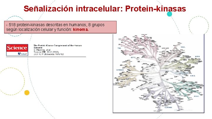Señalización intracelular: Protein-kinasas - 518 protein-kinasas descritas en humanos, 8 grupos según localización celular