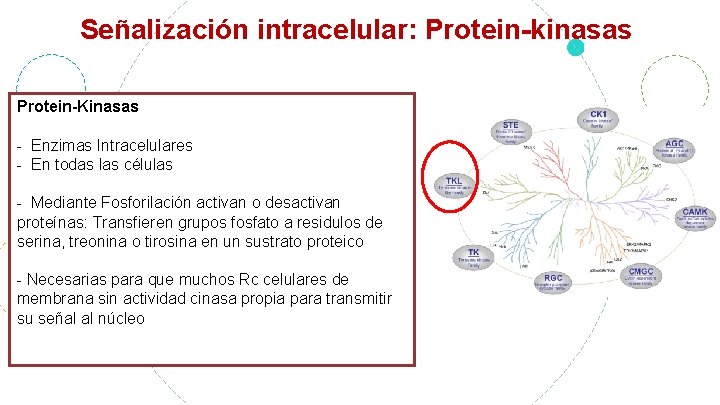 Señalización intracelular: Protein-kinasas Protein-Kinasas - Enzimas Intracelulares - En todas las células - Mediante
