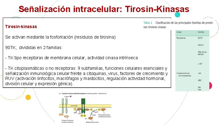 Señalización intracelular: Tirosin-Kinasas Tirosin-kinasas Se activan mediante la fosforilación (residulos de tirosina) 90 TK,