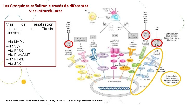 Las Citoquinas señalizan a través de diferentes vías intracelulares Vias de señalización mediadas por