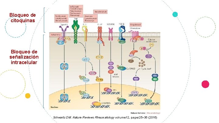 Bloqueo de citoquinas Bloqueo de señalización intracelular Schwartz DM. Nature Reviews Rheumatology volume 12,