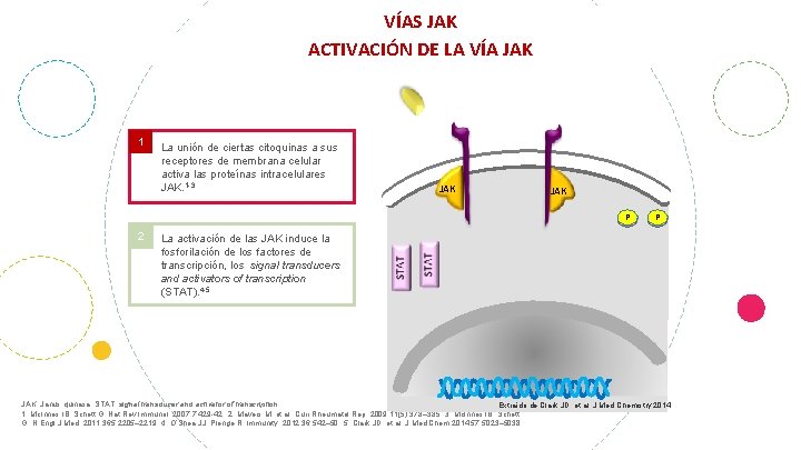 VÍAS DE SEÑALIZACIÓN JAK 1 VÍAS JAK ACTIVACIÓN DE LA VÍA JAK La unión
