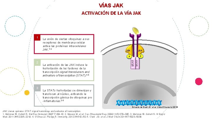 VÍAS DE SEÑALIZACIÓN JAK 1 VÍAS JAK ACTIVACIÓN DE LA VÍA JAK La unión