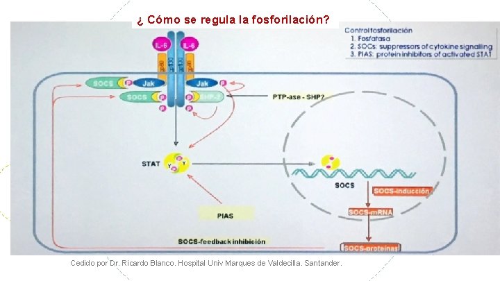 ¿ Cómo se regula la fosforilación? Cedido por Dr. Ricardo Blanco. Hospital Univ Marques