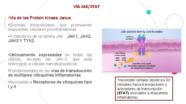 VÍA JAK/STAT • Vía de las Protein kinasa Janus • Enzimas intracelulares que promueven
