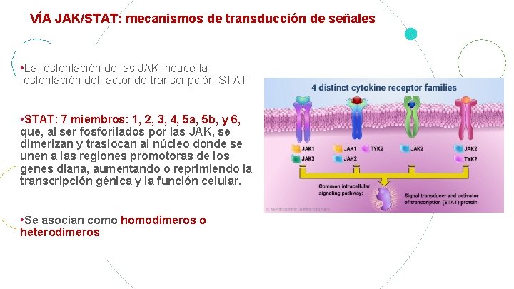 VÍA JAK/STAT: mecanismos de transducción de señales • La fosforilación de las JAK induce