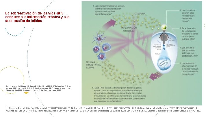 VÍAS DE SEÑALIZACIÓN JAK La sobreactivación de las vías JAK conduce a la inflamación