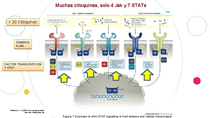 Muchas citoquinas, solo 4 Jak y 7 STATs > 20 Citoquinas DÍMEROS 4 JAK