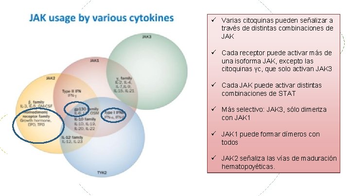  Varias citoquinas pueden señalizar a través de distintas combinaciones de JAK Cada receptor