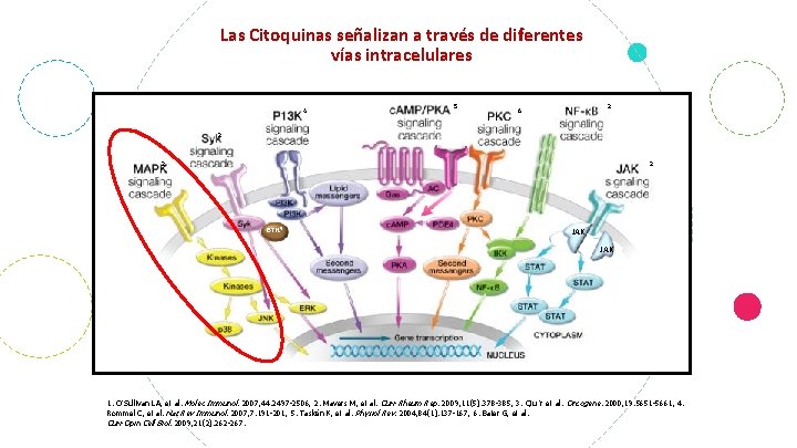 Las Citoquinas señalizan a través de diferentes vías intracelulares 4 5 2 6 2