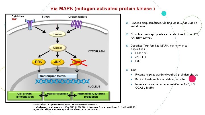 Vía MAPK (mitogen-activated protein kinase ) Kinasas citoplasmáticas, vía final de muchas vías de