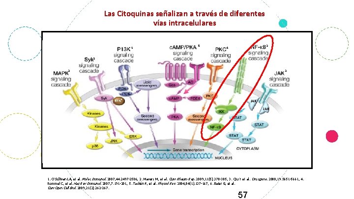 Las Citoquinas señalizan a través de diferentes vías intracelulares 4 5 2 6 2